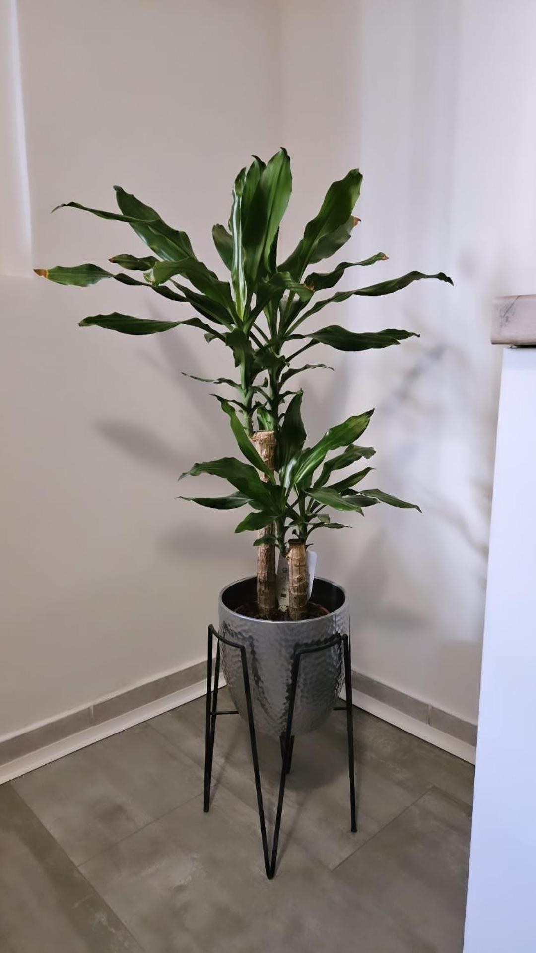 Apartment Gago Split Bagian luar foto